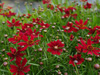 Coreopsis 'Cherry Pie'